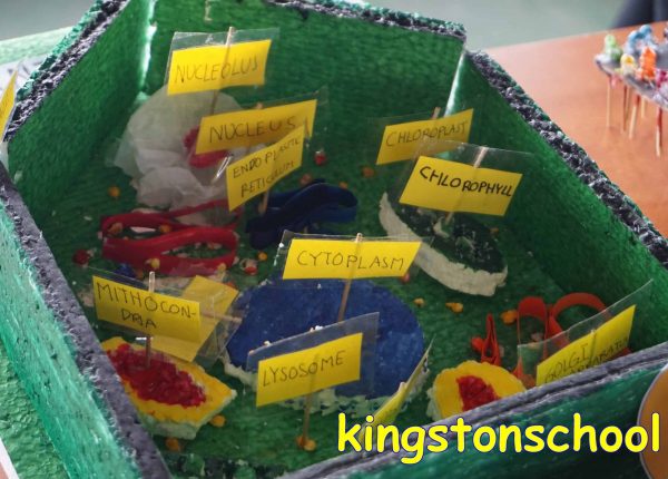 Kingston news and events science fair 5